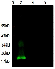 IL6 / Interleukin 6 Antibody - Immunodetection Analysis: Representative blot from a previous lot. Lane 1, protein marker; Lane 2, recombinant protein IL-6; Lane 3, 293T lysate; Lane 4, SP2/0 lysate. The membrane blot was probed with anti-IL-6 primary antibody (1µg/ ml). Proteins were visualized using a Donkey antimouse secondary antibody conjugated to IRDye 800CW detection system.