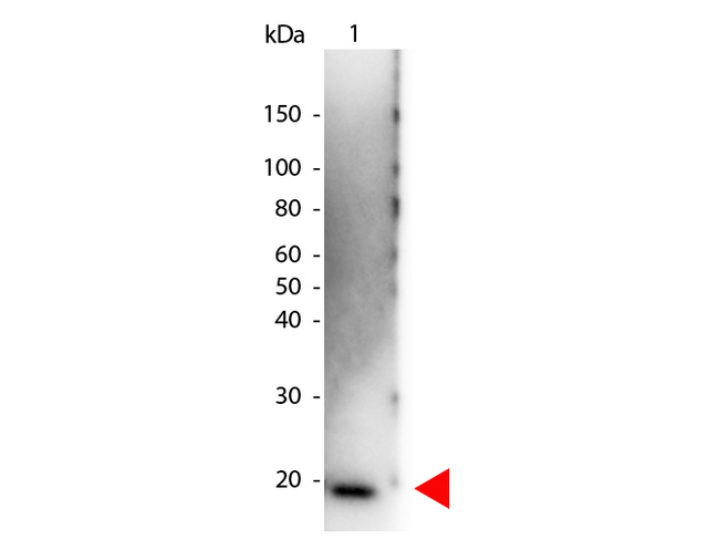 IL6 / Interleukin 6 Antibody - Western Blot of Peroxidase conjugated Rabbit anti-Human IL-6 antibody. Lane 1: Human IL-6. Lane 2: none. Load: 50 ng per lane. Primary antibody: none. Secondary antibody: Peroxidase Human IL-6 secondary antibody at 1:1000 for 60 min at RT. Block: MB-070 for 30 min at RT. Predicted/Observed size: 20 kDa for Human IL-6. Other band(s): none. This image was taken for the unconjugated form of this product. Other forms have not been tested.