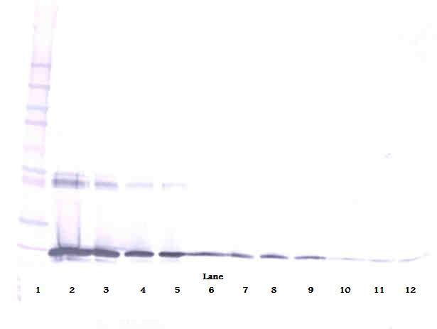 IL6 / Interleukin 6 Antibody - Western Blot (reducing) of IL-6 antibody. This image was taken for the unconjugated form of this product. Other forms have not been tested.
