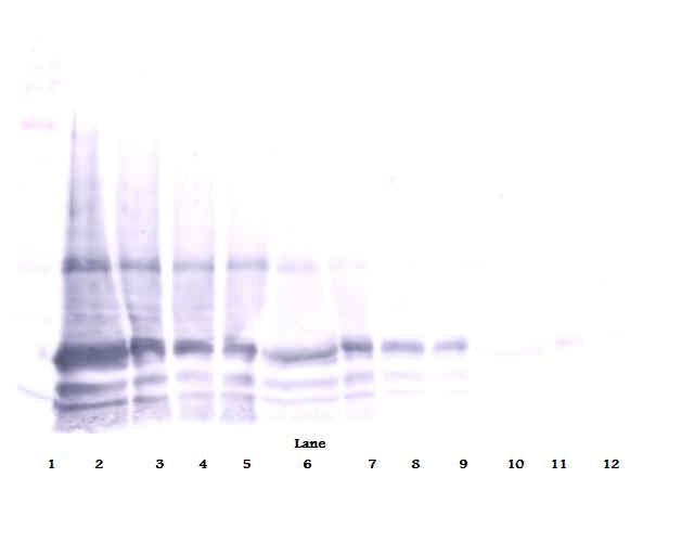 IL6 / Interleukin 6 Antibody - Western Blot (reducing) of IL-6 antibody. This image was taken for the unconjugated form of this product. Other forms have not been tested.