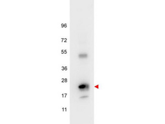 IL6 / Interleukin 6 Antibody - Anti-Human IL6 Antibody - Western Blot. Western blot of anti-Human IL6 antibody shows detection of a band ~24 kD in size corresponding to recombinant human IL6 (arrowhead). Molecular weight markers are also shown. After transfer, the membrane was blocked overnight with 1% BSA in TTBS followed by reaction with primary antibody at a 1:500 dilution. Detection occurred using HRP conjugated anti-Rabbit IgG (LS-C60865) secondary antibody diluted 1:40000 in blocking buffer (p/n MB-070) and FemtoMax Chemiluminescent substrate (p/n FEMTOMAX-110). Image was captured using VersaDoc MP 4000 imaging system (Bio-Rad).