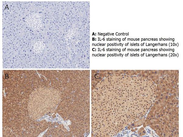 IL6 / Interleukin 6 Antibody - Immunohistochemistry with anti-IL-6 antibody showing nuclear positivity of islets of Langerhans (brown staining) and cytoplasmic staining in mouse pancreas at 10x and 20x (B & C). Staining was performed on Leica Bond system using the standard protocol. Formalin fixed/paraffin embedded tissue sections were subjected to antigen retrieval with E1 (Leica Microsystems) retrieval solution for 20 min and then incubated with rabbit anti-mouse IL-6 antibody at 1:50 dilution for 60 minutes. Biotinylated Anti-rabbit secondary antibody was used at 1:200 dilution to detect primary antibody. The reaction was developed using streptavidin-HRP conjugated compact polymer system and visualized with chromogen substrate, 3’3-diamino-benzidine substrate (DAB). The sections were then counterstained with hematoxylin to detect cell nuclei.