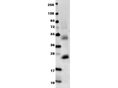 IL6 / Interleukin 6 Antibody - Anti-Mouse IL-6 Antibody - Western Blot. Anti-mouse IL-6 antibody in western blot shows detection of recombinant mouse IL-6 raised in E. coli. Recombinant truncated protein (0.1 ug, 21.7 kD) was loaded on to an SDS-PAGE gel, and after separation, transferred to nitrocellulose. The membrane was blocked with 1% BSA in TBST for 30 min at RT, followed by incubation with Anti-Mouse IL-6 antibody diluted 1:1000 in 1% BSA in TBST overnight at 4°C. After washes, the blot was reacted with secondary antibody Dylight 649 Conjugated Anti-Rabbit IgG (H&L) (Goat) Antibody ( diluted 1:20000 in blocking buffer (MB-070) for 30 min. at RT. Data was collected using Bio-Rad VersaDoc 4000 MP imaging system.