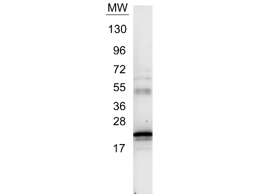 IL6 / Interleukin 6 Antibody - Anti-IL6 Antibody - Western Blot. Western blot of anti-IL6 antibody. Protein was resolved on a 4-20% Tris-Glycine gel by SDS-PAGE and transferred onto nitrocellulose. The blot shows detection of a band ~21 kD in size corresponding to anti-IL6 antibody. Molecular weight markers are also shown (MW). After transfer, the membrane was blocked for 30 minutes with 1% BSA-TBST. Detection occurred using peroxidase conjugated anti-Rabbit IgG (LS-C60865) secondary antibody diluted 1:40000 in blocking buffer (p/n MB-070) for 30 min at RT followed by reaction with FemtoMax chemiluminescent substrate. Image was captured using VersaDoc MP 4000 imaging system (Bio-Rad).