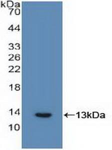 IL6R / IL6 Receptor Antibody - Western Blot; Sample: Recombinant IL6R, Human.