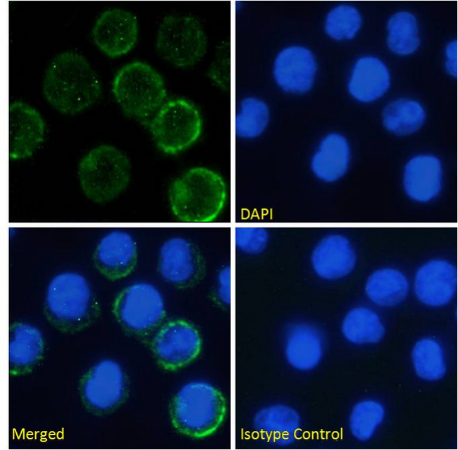 IL6R / IL6 Receptor Antibody - IF staining of U937 cells.