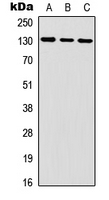 IL6ST / CD130 / gp130 Antibody - Western blot analysis of CD130 expression in HEK293T (A); mouse brain (B) whole cell lysates.