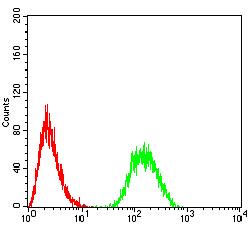 IL6ST / CD130 / gp130 Antibody - Flow cytometric analysis of HL-60 cells using CD130 mouse mAb (green) and negative control (red).