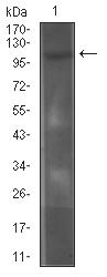 IL6ST / CD130 / gp130 Antibody - Western blot analysis using CD130 mouse mAb against COS7 (1) cell lysate.