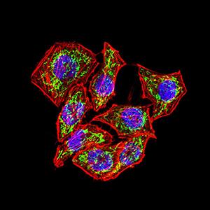 IL6ST / CD130 / gp130 Antibody - Immunofluorescence analysis of Hela cells using CD130 mouse mAb (green). Blue: DRAQ5 fluorescent DNA dye. Red: Actin filaments have been labeled with Alexa Fluor- 555 phalloidin. Secondary antibody from Fisher (Cat#: 35503)