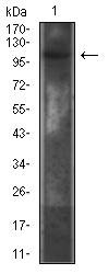 IL6ST / CD130 / gp130 Antibody - Western blot analysis using CD130 mouse mAb against COS7 (1) cell lysate.