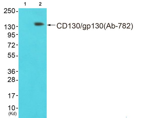 IL6ST / CD130 / gp130 Antibody - Western blot analysis of extracts from NIH/3T3 cells, using CD130/gp130 (Ab-782) antibody.
