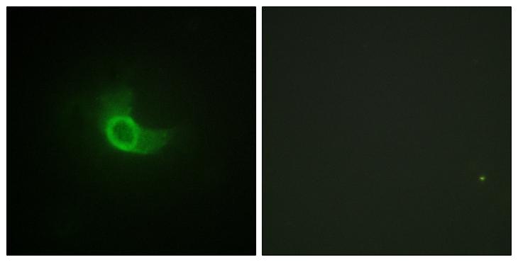 IL6ST / CD130 / gp130 Antibody - Peptide - + Immunofluorescence analysis of NIH/3T3 cells, using CD130/gp130 (Ab-782) antibody.
