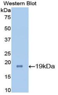 IL7 Antibody - Western blot of recombinant IL7.  This image was taken for the unconjugated form of this product. Other forms have not been tested.