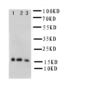 IL7 Antibody - WB of IL7 antibody. Lane 1: Recombinant Human IL-7 Protein 10ng. Lane 2: Recombinant Human IL-7 Protein 5ng. Lane 3: Recombinant Human IL-7 Protein 2.5ng. Lane 4: Recombinant Human IL-7 Protein 1.25ng..