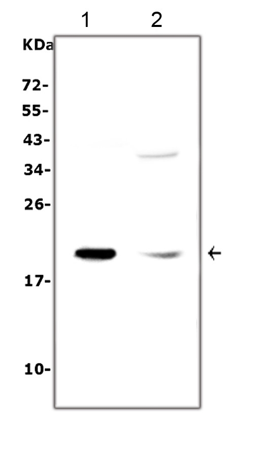 IL7 Antibody - Western blot analysis of IL-7 using anti-IL-7 antibody. Electrophoresis was performed on a 5-20% SDS-PAGE gel at 70V (Stacking gel) / 90V (Resolving gel) for 2-3 hours. The sample well of each lane was loaded with 50ug of sample under reducing conditions. Lane 1: human PC-3 whole cell lysates, Lane 2: human Hela whole cell lysates, After Electrophoresis, proteins were transferred to a Nitrocellulose membrane at 150mA for 50-90 minutes. Blocked the membrane with 5% Non-fat Milk/ TBS for 1.5 hour at RT. The membrane was incubated with rabbit anti-IL-7 antigen affinity purified polyclonal antibody at 0.5 µg/mL overnight at 4°C, then washed with TBS-0.1% Tween 3 times with 5 minutes each and probed with a goat anti-rabbit IgG-HRP secondary antibody at a dilution of 1:10000 for 1.5 hour at RT. The signal is developed using an Enhanced Chemiluminescent detection (ECL) kit with Tanon 5200 system. A specific band was detected for IL-7 at approximately 20KD. The expected band size for IL-7 is at 20KD.