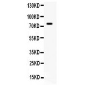 IL7 Antibody - IL7 antibody Western blot. All lanes: Anti IL7 at 0.5 ug/ml. WB: K562 Whole Cell Lysate at 40 ug. Predicted band size: 20 kD. Observed band size: 75 kD.