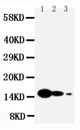 IL7 Antibody - WB of IL7 antibody. All lanes: Anti-IL7 at 0.5ug/ml. Lane 1: Recombinant Mouse IL-7 Protein 10ng. Lane 2: Recombinant Mouse IL-7 Protein 5ng. Lane 3: Recombinant Mouse IL-7 Protein 2.5ng. Predicted bind size: 15KD. Observed bind size: 15KD.