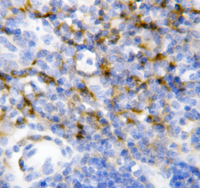IL7 Antibody - IL7 antibody. IHC(P): Mouse Spleen Tissue.