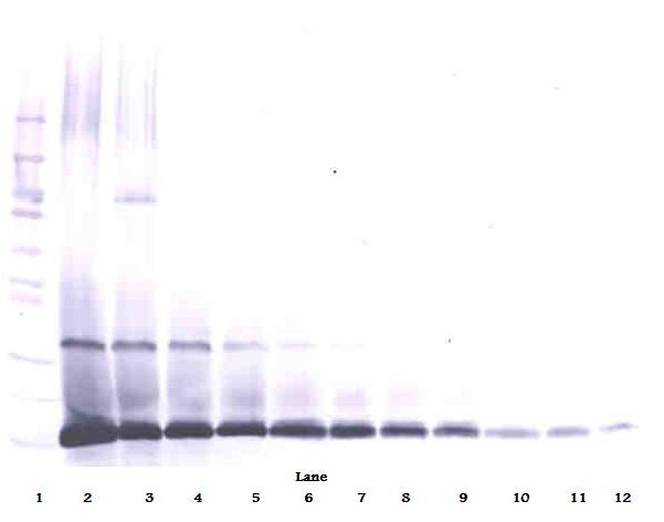 IL7 Antibody - Western Blot (reducing) of Interleukin 7 / IL-7 antibody. This image was taken for the unconjugated form of this product. Other forms have not been tested.