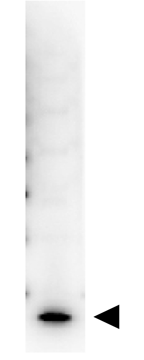 IL7 Antibody - Biotin Rabbit Anti-Human IL-7 Antibody - Western Blot. Western Blot showing detection of Human IL-7. 50 ng of Human IL-7 (Lane 1) was run on a 4-20% gel and transferred to 0.45 micron nitrocellulose. After blocking with 5% Blotto (B501-0500) 30 min at 20?, Anti-Human IL-7 (RABBIT) Antibody Biotin Conjugated Anti-Human IL-7 (RABBIT) Antibody Biotin Conjugated - 209-406-B94 secondary antibody was used at 1:1000 in Blocking Buffer for Fluorescent Western Blot (p/n MB-070). HRP Streptavidin (p/n S000-03) was used at 1:40000 in MB-070 for 30 min at 20? and imaged using the Bio-Rad VersaDoc 4000 MP. Arrow indicates correct 17 kD molecular weight position expected for Human IL-7. This image was taken for the unconjugated form of this product. Other forms have not been tested.