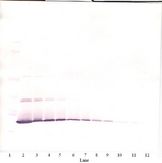 IL7 Antibody - Western Blot (non-reducing) of Interleukin 7 / IL-7 antibody. This image was taken for the unconjugated form of this product. Other forms have not been tested.
