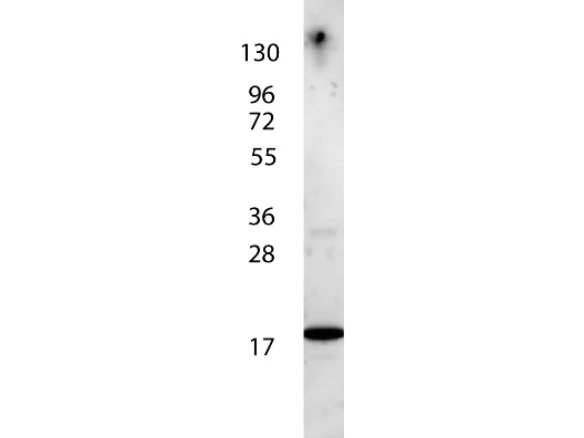 IL7 Antibody - Anti-IL-7 Antibody - Western Blot. anti-Human IL-7 antibody shows detection of a band ~17 kD in size corresponding to recombinant human IL-7. The identity of the faint higher molecular weight band may represent a homodimer. Molecular weight markers are also shown (left). After transfer, the membrane was blocked overnight with 3% BSA in TBS followed by reaction with primary antibody at a 1:1000 dilution. Detection occurred using peroxidase conjugated anti-Rabbit IgG (LS-C60865) secondary antibody diluted 1:40000 in blocking buffer (p/n MB-070) for 30 min at RT followed by reaction with FemtoMax chemiluminescent substrate. Image was captured using VersaDoc MP 4000 imaging system (Bio-Rad).