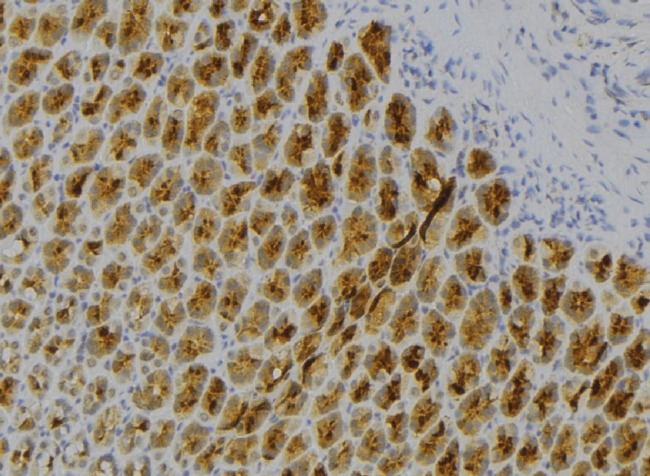 IL7 Antibody - 1:100 staining human pancreas tissue by IHC-P. The sample was formaldehyde fixed and a heat mediated antigen retrieval step in citrate buffer was performed. The sample was then blocked and incubated with the antibody for 1.5 hours at 22°C. An HRP conjugated goat anti-rabbit antibody was used as the secondary.