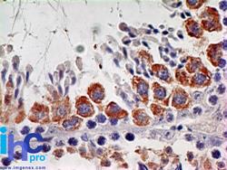 IL7R / CD127 Antibody - Immunohistochemistry-Paraffin: IL7 Receptor alpha Antibody (73N8F2) [Azide Free] - Formalin-fixed, paraffin-embedded mouse testis stained with this antibody at 5 ug/ml. This image was taken for the unmodified form of this product. Other forms have not been tested.