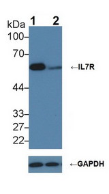 IL7R / CD127 Antibody - Knockout Varification: Lane 1: Wild-type K562 cell lysate; Lane 2: IL7R knockout K562 cell lysate; Predicted MW: 51,34,29kDa ; Observed MW: 60kDa; Primary Ab: 2µg/ml Rabbit Anti-Human IL7R Ab; Second Ab: 0.2µg/mL HRP-Linked Caprine Anti-Rabbit IgG Polyclonal Antibody;