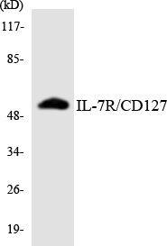 IL7R / CD127 Antibody - Western blot analysis of the lysates from Jurkat cells using IL-7R/CD127 antibody.