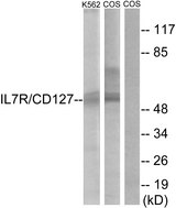IL7R / CD127 Antibody - Western blot analysis of lysates from K562 and COS cells, treated with insulin 0.01U/ml 15', using IL-7R/CD127 Antibody. The lane on the right is blocked with the synthesized peptide.