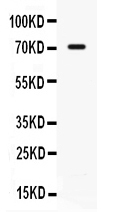 IL7R / CD127 Antibody - Western blot - Anti-IL7R/CD127 Picoband Antibody