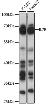 IL7R / CD127 Antibody - Western blot analysis of extracts of various cell lines, using IL7R antibody at 1:1000 dilution. The secondary antibody used was an HRP Goat Anti-Rabbit IgG (H+L) at 1:10000 dilution. Lysates were loaded 25ug per lane and 3% nonfat dry milk in TBST was used for blocking. An ECL Kit was used for detection and the exposure time was 5s.