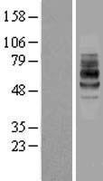 IL7R / CD127 Protein - Western validation with an anti-DDK antibody * L: Control HEK293 lysate R: Over-expression lysate