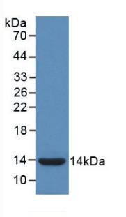 IL8 / Interleukin 8 Antibody - Western Blot; Sample: Recombinant IL8, Gallus.