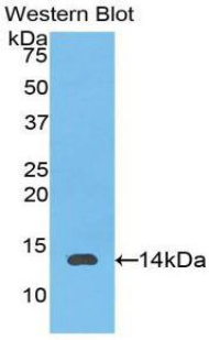 IL8 / Interleukin 8 Antibody - Western blot of recombinant IL8.  This image was taken for the unconjugated form of this product. Other forms have not been tested.