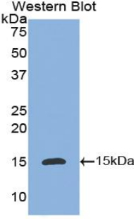 IL8 / Interleukin 8 Antibody - Western blot of recombinant IL8.  This image was taken for the unconjugated form of this product. Other forms have not been tested.