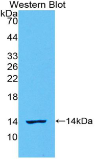 IL8 / Interleukin 8 Antibody - Western blot of recombinant IL8.  This image was taken for the unconjugated form of this product. Other forms have not been tested.