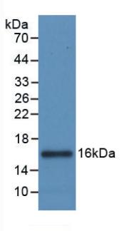 IL8 / Interleukin 8 Antibody - Western Blot; Sample: Recombinant IL8, Canine.