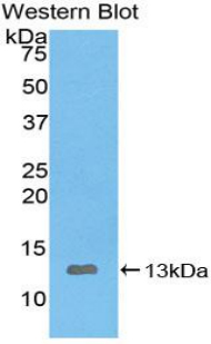 IL8 / Interleukin 8 Antibody - Western blot of recombinant IL8.  This image was taken for the unconjugated form of this product. Other forms have not been tested.