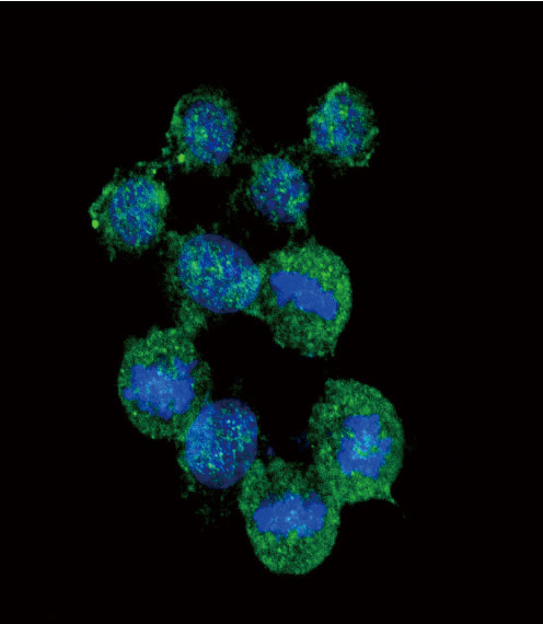 IL8 / Interleukin 8 Antibody - Confocal immunofluorescence of IL8 Antibody with HeLa cell followed by Alexa Fluor 488-conjugated goat anti-rabbit lgG (green). DAPI was used to stain the cell nuclear (blue).