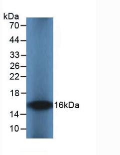 IL8 / Interleukin 8 Antibody