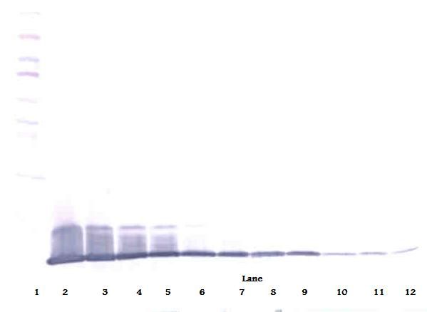 IL8 / Interleukin 8 Antibody - Western Blot (reducing) of IL-8 antibody. This image was taken for the unconjugated form of this product. Other forms have not been tested.