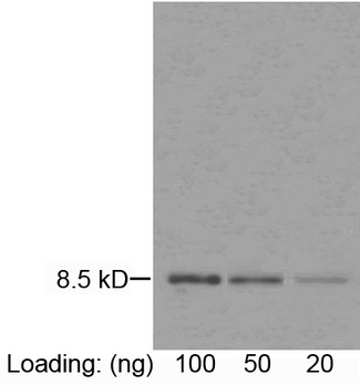 IL8 / Interleukin 8 Antibody - Loading: purified rGuIL-8 Primary antibody: 1 ug/ml Mouse Anti-Human IL-8 Monoclonal Antibody IL-8 Antibody, mAb, Mouse Secondary antibody: Goat Anti-Mouse IgG (H&L) [HRP] Polyclonal Antibody The signal was developed with DAB substrate.