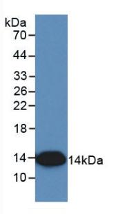 IL8 / Interleukin 8 Antibody - Western Blot; Sample: Recombinant IL8, Simian.
