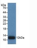 IL8 / Interleukin 8 Antibody - Western Blot; Sample: Recombinant IL8, Human.