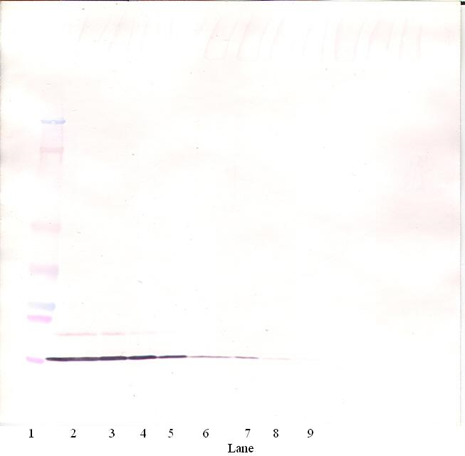 IL8 / Interleukin 8 Antibody - Anti-Human IL-8 (CXCL8) Western Blot Unreduced