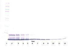 IL8 / Interleukin 8 Antibody - Western Blot (non-reducing) of IL-8 antibody. This image was taken for the unconjugated form of this product. Other forms have not been tested.