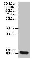 IL8 / Interleukin 8 Antibody - Western blot All lanes: Interleukin-8 antibody at 2µg/ml + 293T whole cell lysate Secondary Goat polyclonal to rabbit IgG at 1/10000 dilution Predicted band size: 11 kDa Observed band size: 11 kDa